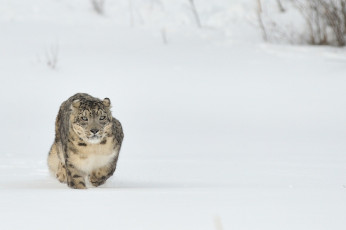 Картинка животные снежный барс ирбис снег хищник
