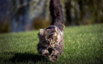 Картинка животные коты кошка поле фон