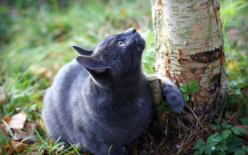 Картинка животные коты трава земля ствол дерево кошка