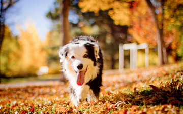 Картинка животные собаки собака осень