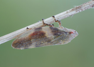 Картинка животные насекомые капли роса фон утро зелёный насекомое макро