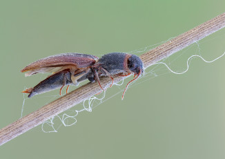 Картинка животные насекомые макро травинка фон утро насекомое