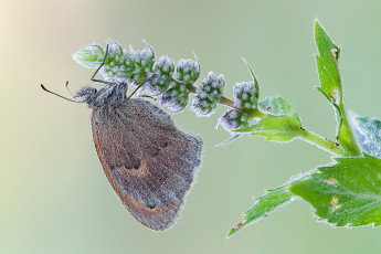 Картинка животные бабочки травинка крылья усики зелёный фон цветочек коричневая бабочка макро