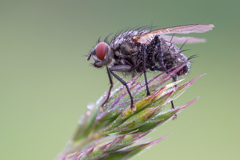 Картинка животные насекомые макро травинка муха насекомое фон