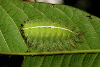Картинка животные гусеницы лист гусеница itchydogimages макро