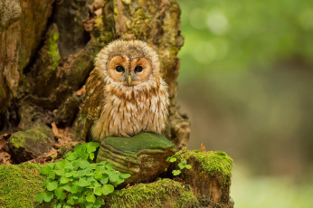 Картинка животные совы nature forest природа лес сова птинец owl tawny birds