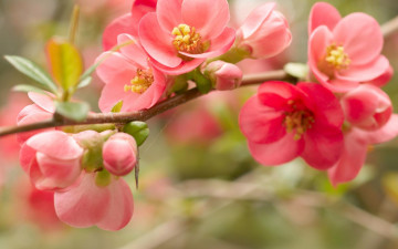 Картинка цветы цветущие+деревья+ +кустарники дерево паутина весна цветение ветка