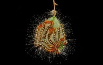 Картинка животные гусеницы чёрный фон лист насекомое макро itchydogimages
