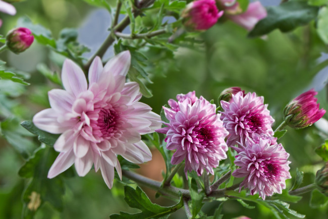 Обои картинки фото цветы, хризантемы, цветение, розовый