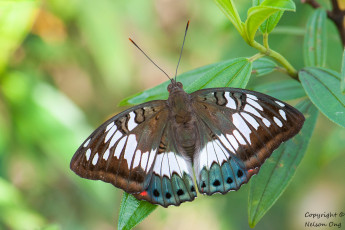 Картинка животные бабочки +мотыльки +моли крылья усики бабочка макро фон