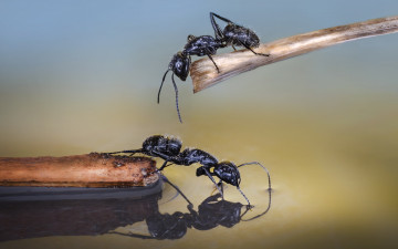 Картинка животные насекомые макро природа муравей