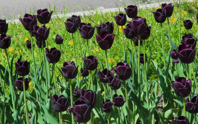 Обои картинки фото Черные тюльпаны, цветы, тюльпаны, клумба, день, солнечный
