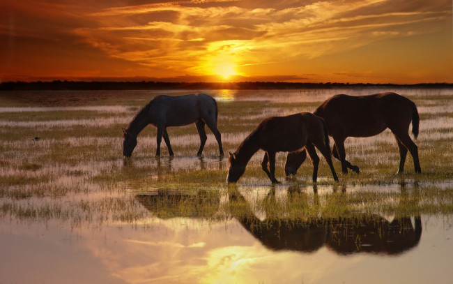 Обои картинки фото животные, лошади, кони, закат, природа