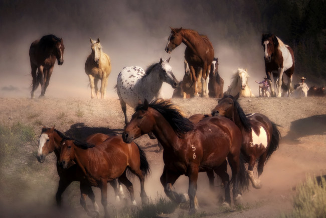 Обои картинки фото животные, лошади, пыль, бег, табун