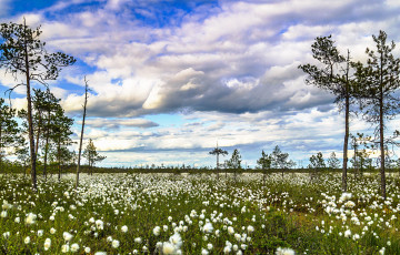 Картинка природа луга цветы трава