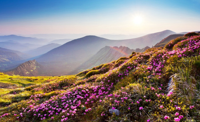 Обои картинки фото природа, горы, долина, радуга, розовые, цветы, рододендроны, луга
