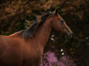 Картинка животные лошади гнедой красавец грива морда профиль