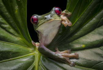 Картинка животные лягушки лягушка лист зеленая