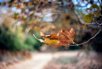 Картинка природа листья цвет макро осень
