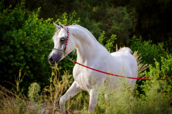 Картинка животные лошади грация арабский белый жеребец