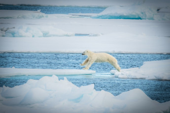 Картинка животные медведи прыжок льдины снег полярный хищник