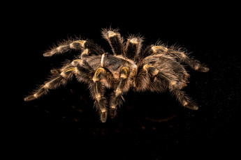 Картинка животные пауки тарантул