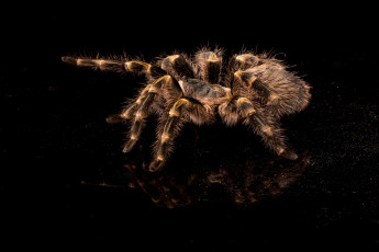 Картинка животные пауки тарантул
