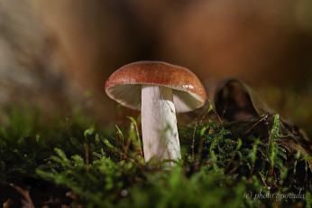 Картинка природа грибы мох макро