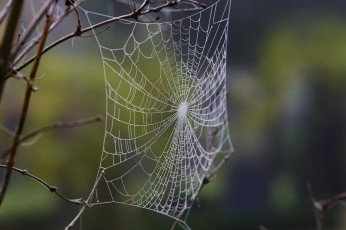 Картинка природа макро ветка утро роса паутина