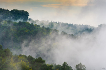 Картинка природа пейзажи листва зелень небо утро туман лес