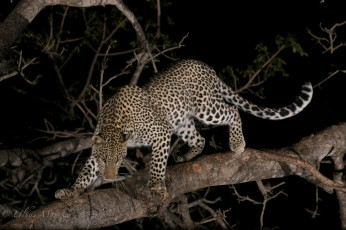 обоя животные, леопарды, хищник, кошка, смотрит, поза, дерево, ночь, внимание
