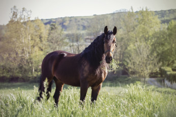 Картинка животные лошади лето пастбище гнедой конь