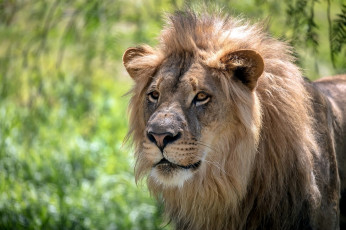 Картинка животные львы грива морда кошка хищник