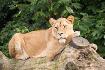 Картинка животные львы взгляд отдых животное девочка красотка львица