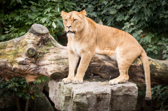 Картинка животные львы взгляд отдых животное девочка красотка львица