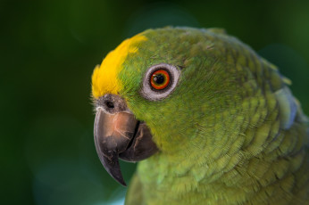 Картинка животные попугаи птица взгляд зеленый попугай