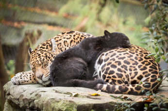 Картинка животные Ягуары ягуары кошки мама природа малыш