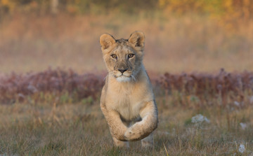 Картинка животные львы трава поле малыш львенок природа