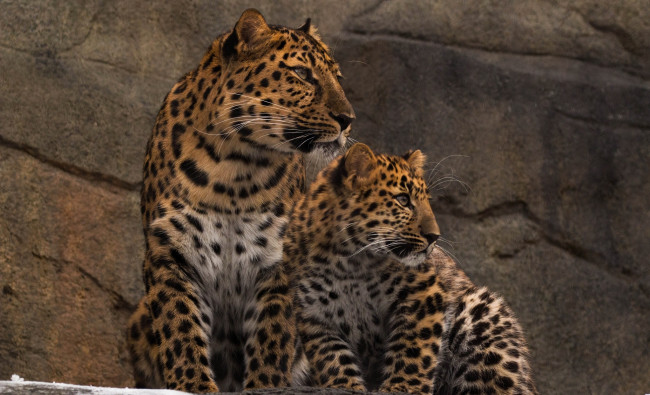 Обои картинки фото животные, леопарды, детёныш, профиль, парочка, мать, семья, амурские, хищники, зоопарк, внимание