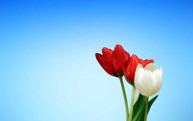 Обои картинки фото цветы, тюльпаны, два, красных, и, белый, тюльпан