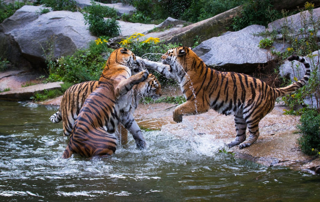 Обои картинки фото животные, тигры, хищники, зоопарк, водоём, брызги, игра, драка, трио