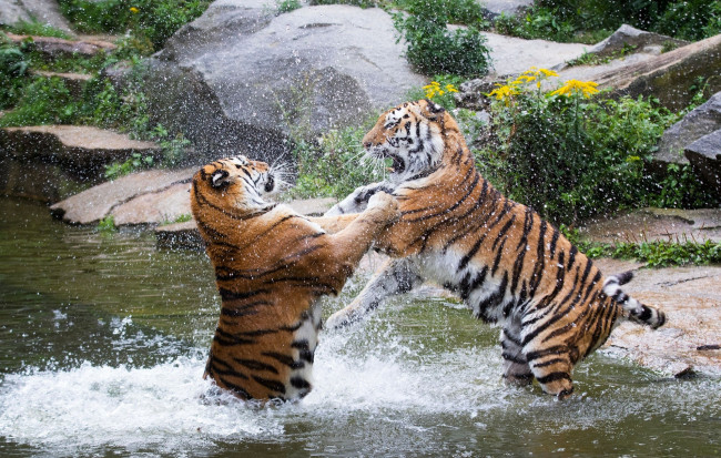 Обои картинки фото животные, тигры, зоопарк, брызги, кошки, игра, борьба, драка, парочка, хищники