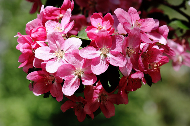 Обои картинки фото цветы, цветущие деревья ,  кустарники, цветение, весна, природа