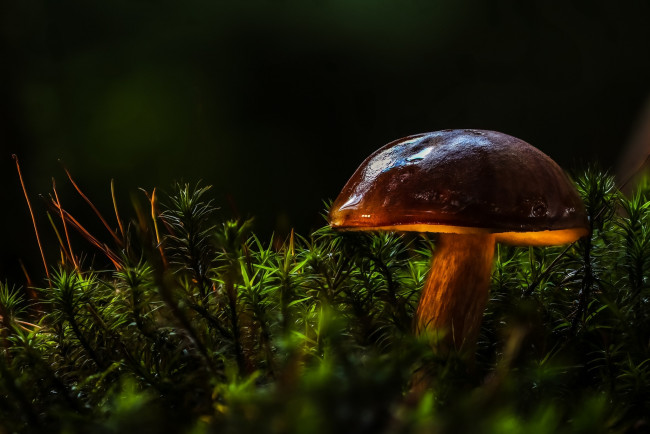 Обои картинки фото природа, грибы, шляпка, лес, свет, макро