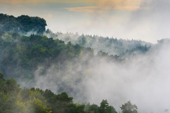 Обои картинки фото природа, пейзажи, листва, зелень, небо, утро, туман, лес