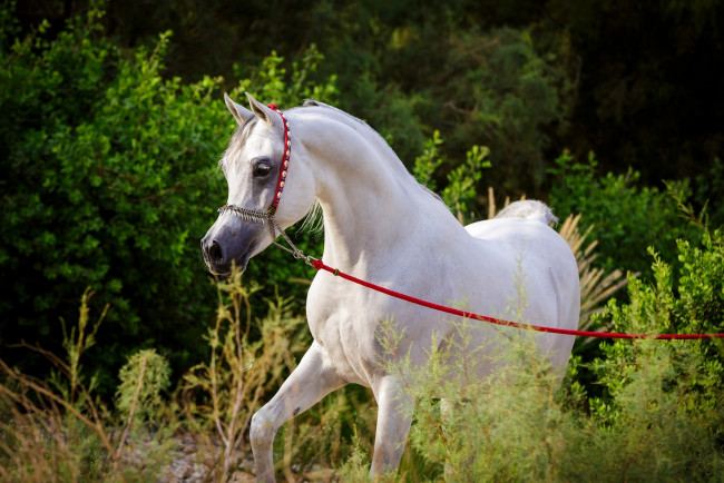 Обои картинки фото животные, лошади, грация, арабский, белый, жеребец