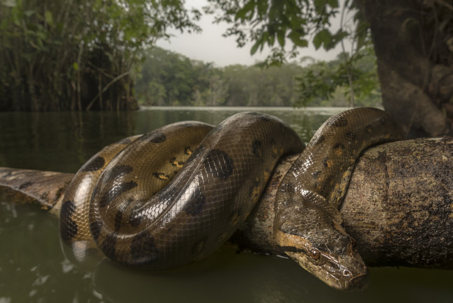 Обои картинки фото животные, змеи,  питоны,  кобры, вода, природа, ветка, змея, anaconda