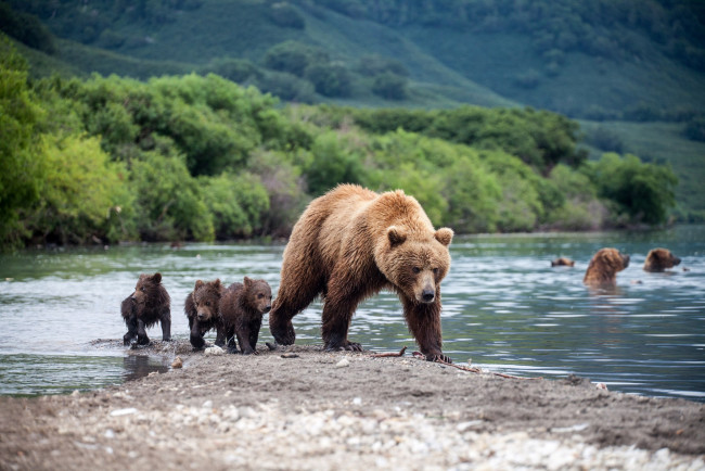 Обои картинки фото животные, медведи, медведица, медвежата, медведь, бурый, гризли, кодьяк, животное, хищник, млекопитающее, хордовые