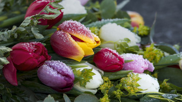 Картинка цветы тюльпаны разноцветные снег