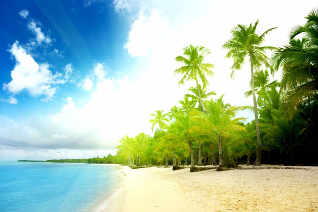 Обои картинки фото природа, тропики, пальмы, берег, море, облака, небо